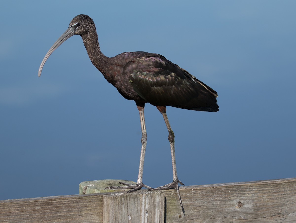 ibis hnědý - ML140967471