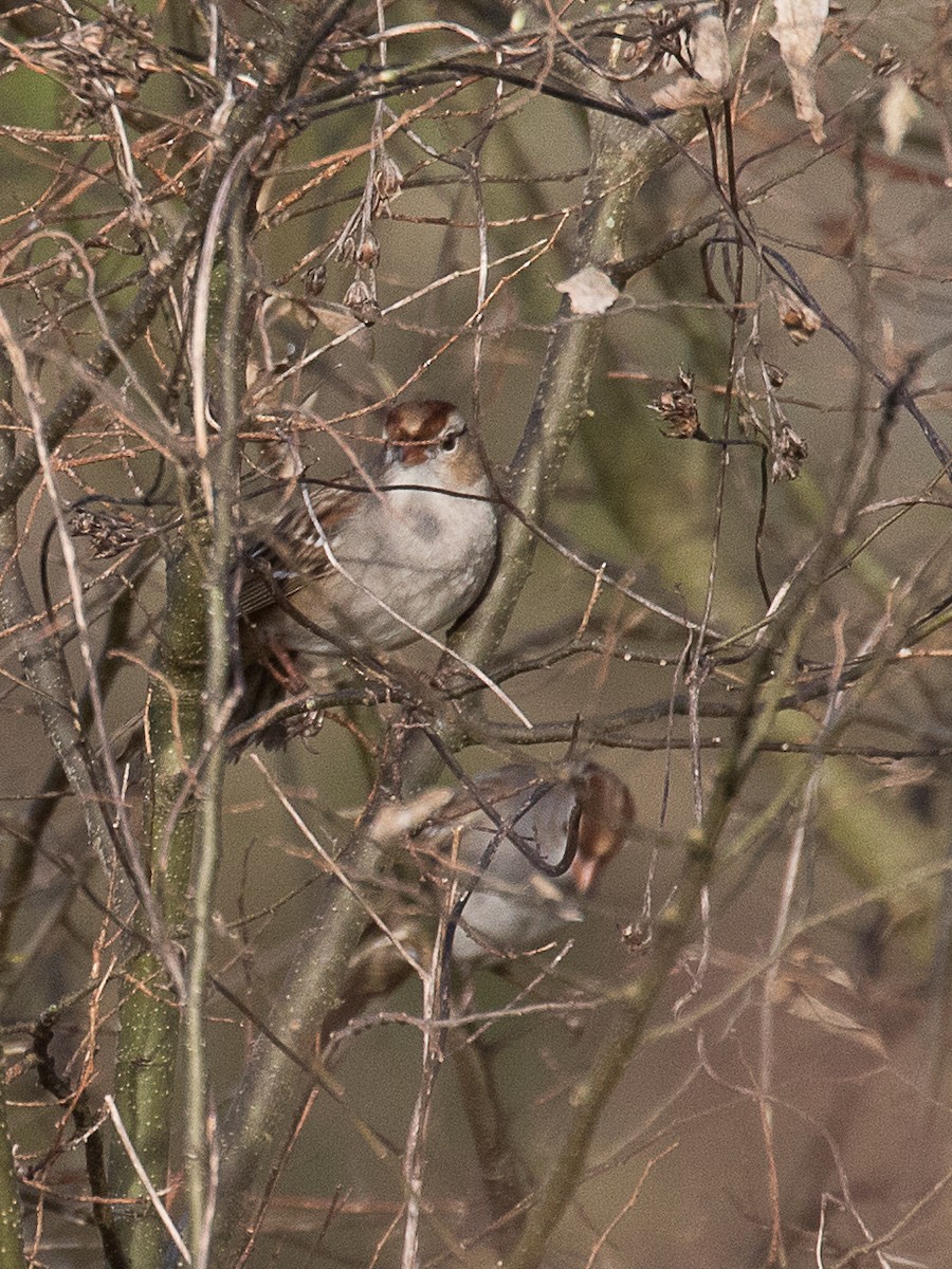 White-crowned Sparrow - ML140967601