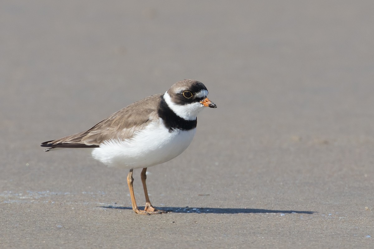 Semipalmated Plover - Audrey Addison