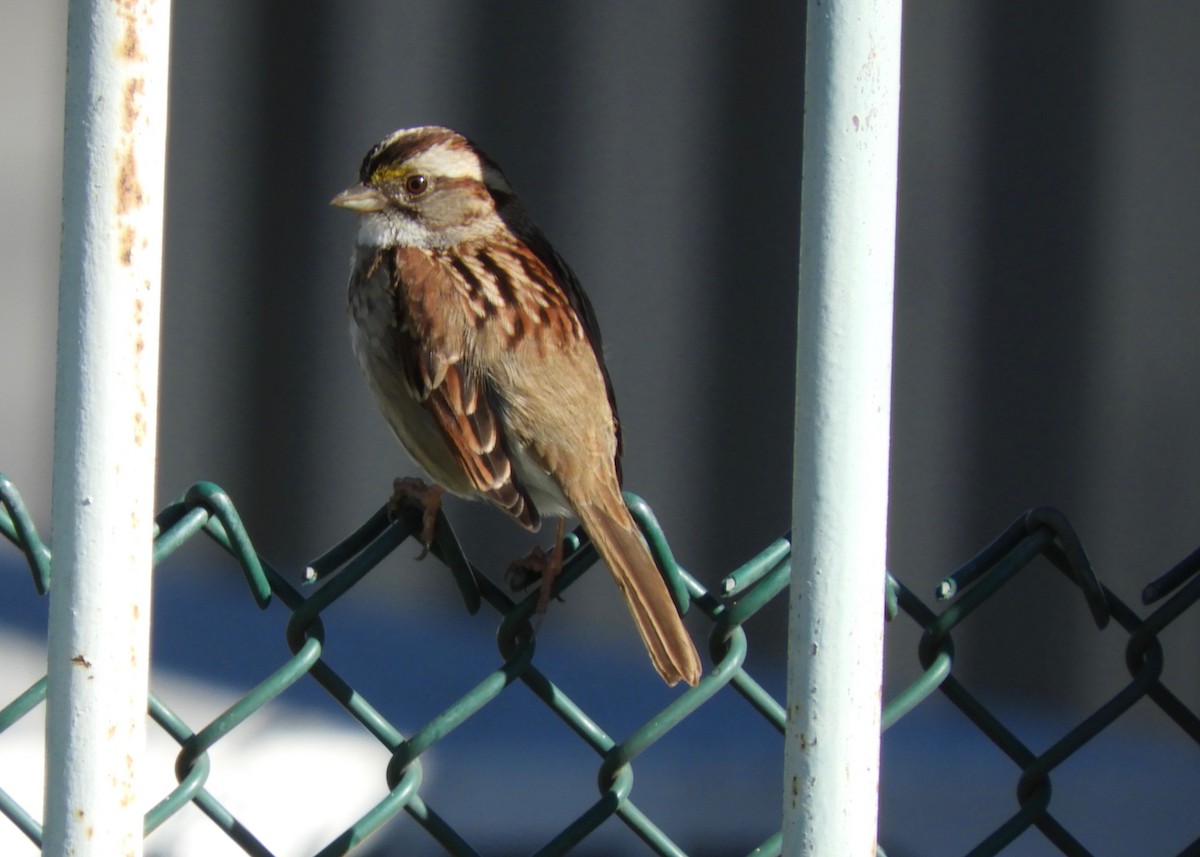 White-throated Sparrow - Yvonne Burch-Hartley