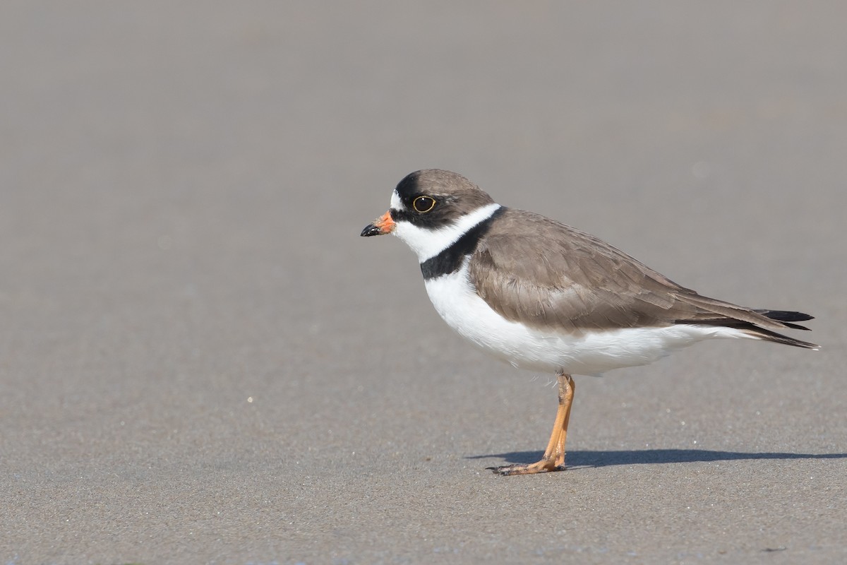 Semipalmated Plover - Audrey Addison