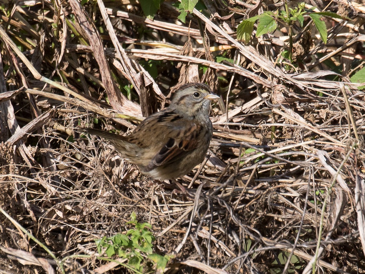 Swamp Sparrow - ML140967731