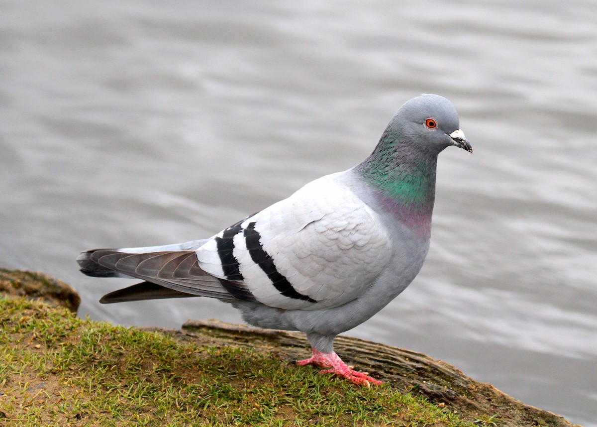 Rock Pigeon (Feral Pigeon) - ML140968541