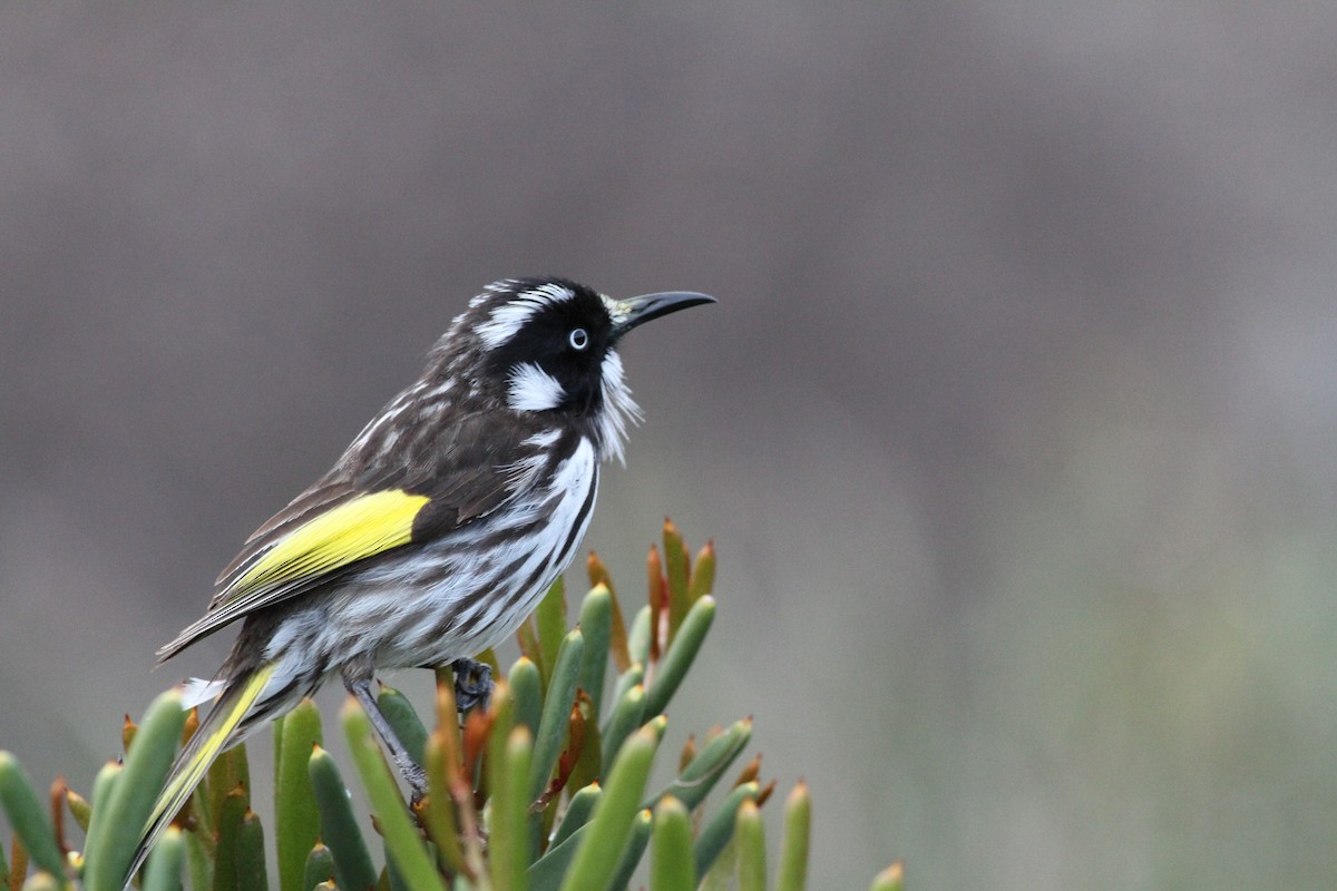 New Holland Honeyeater - Mike Webster