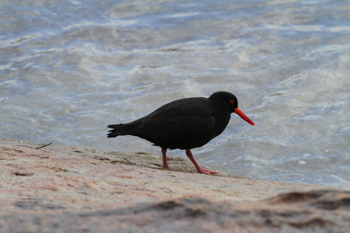 Sooty Oystercatcher - Mike Webster
