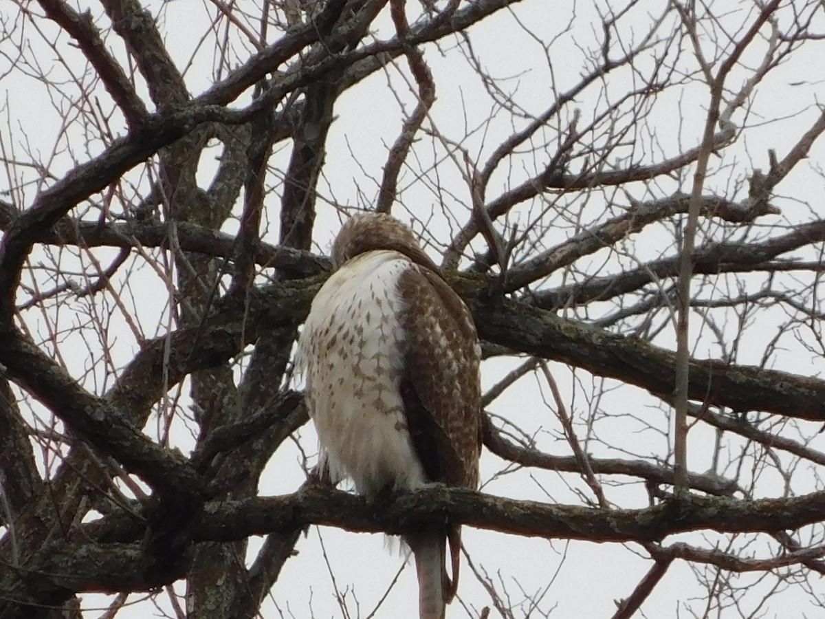 Red-tailed Hawk - ML140970361
