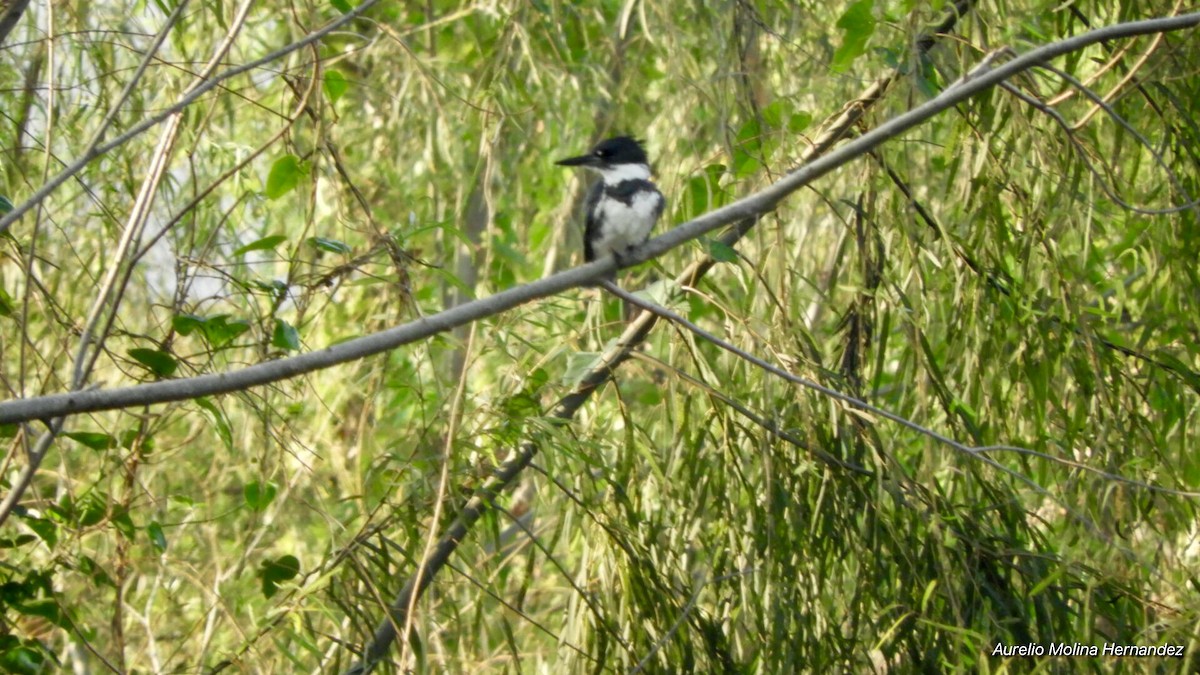 Belted Kingfisher - ML140970421