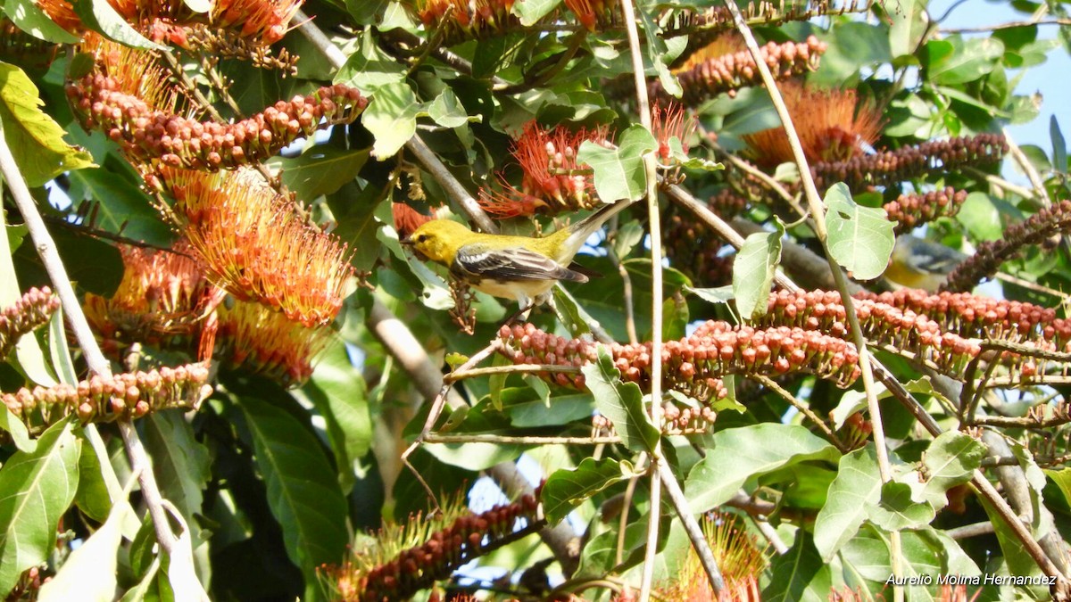 Black-throated Green Warbler - ML140971111