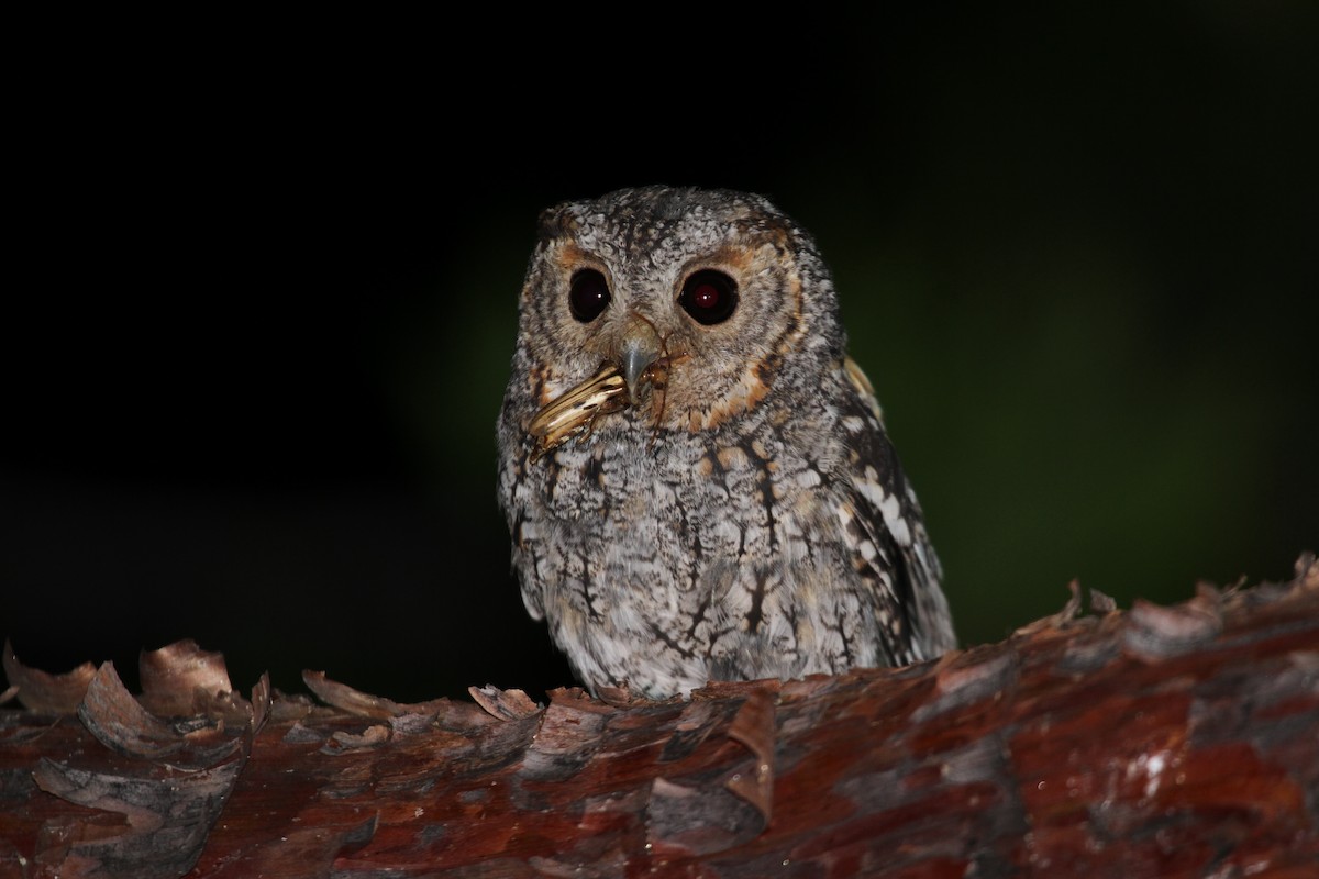 Flammulated Owl - Rob Lowry