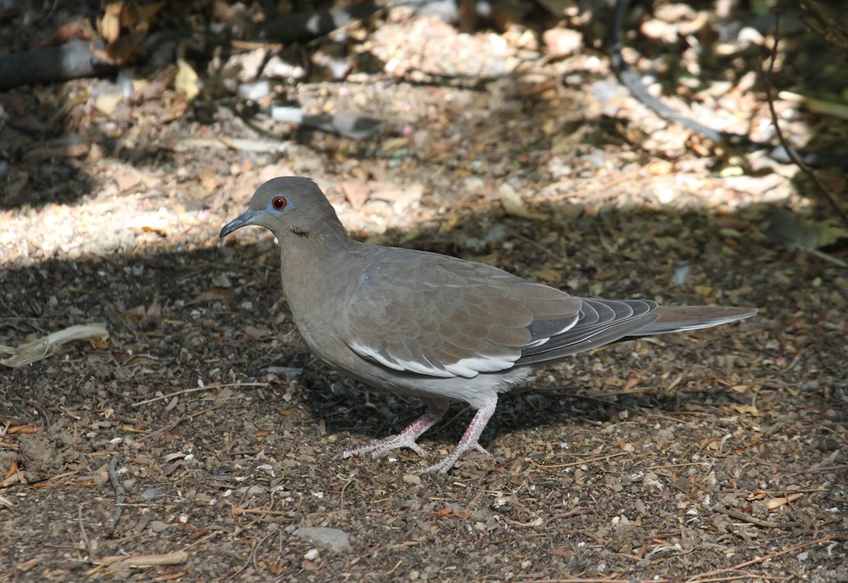 White-winged Dove - Rob Lowry