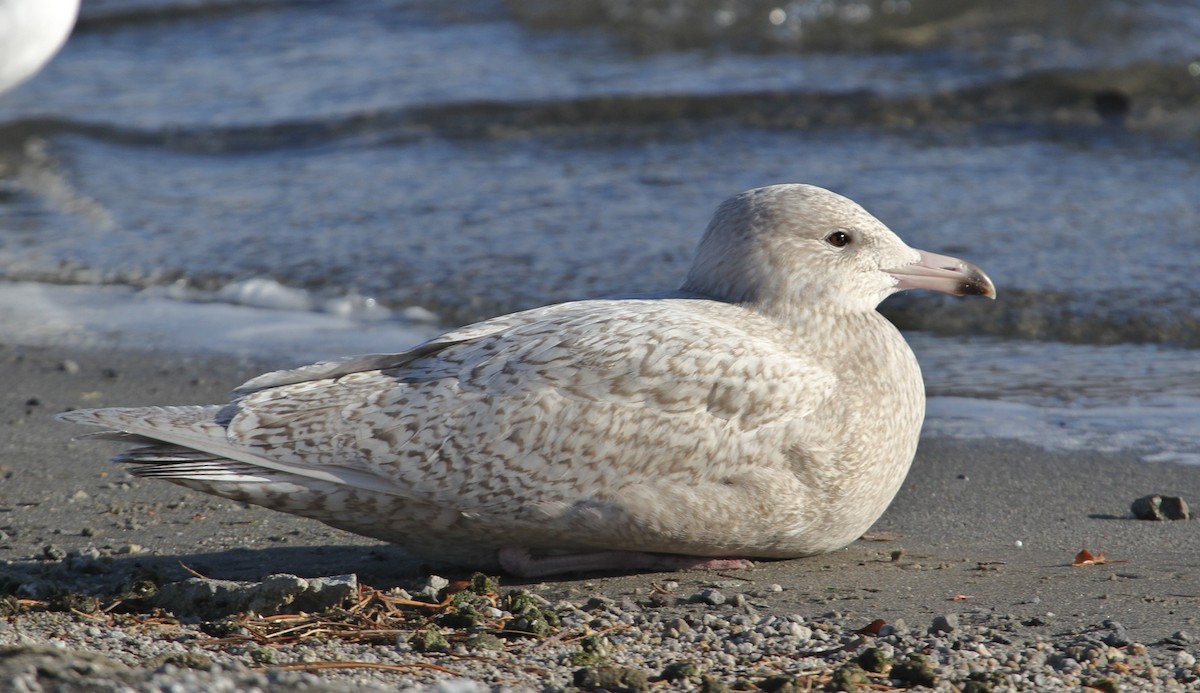 Glaucous Gull - Rob Lowry