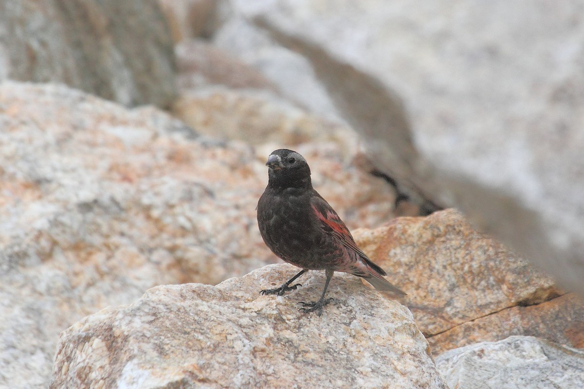 Ebird Checklist Jul Lamoille Lake Trail Species