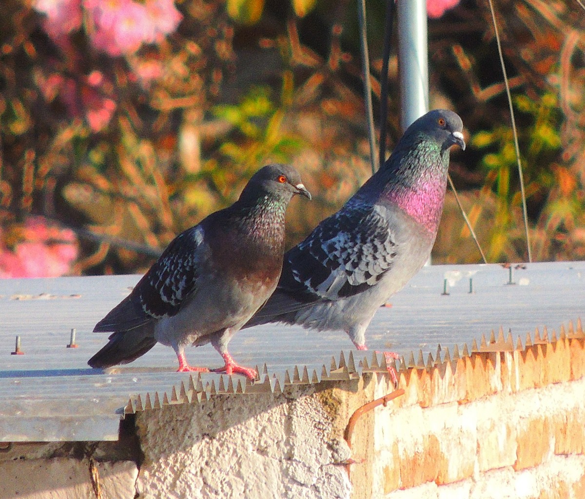 Rock Pigeon (Feral Pigeon) - ML140974171