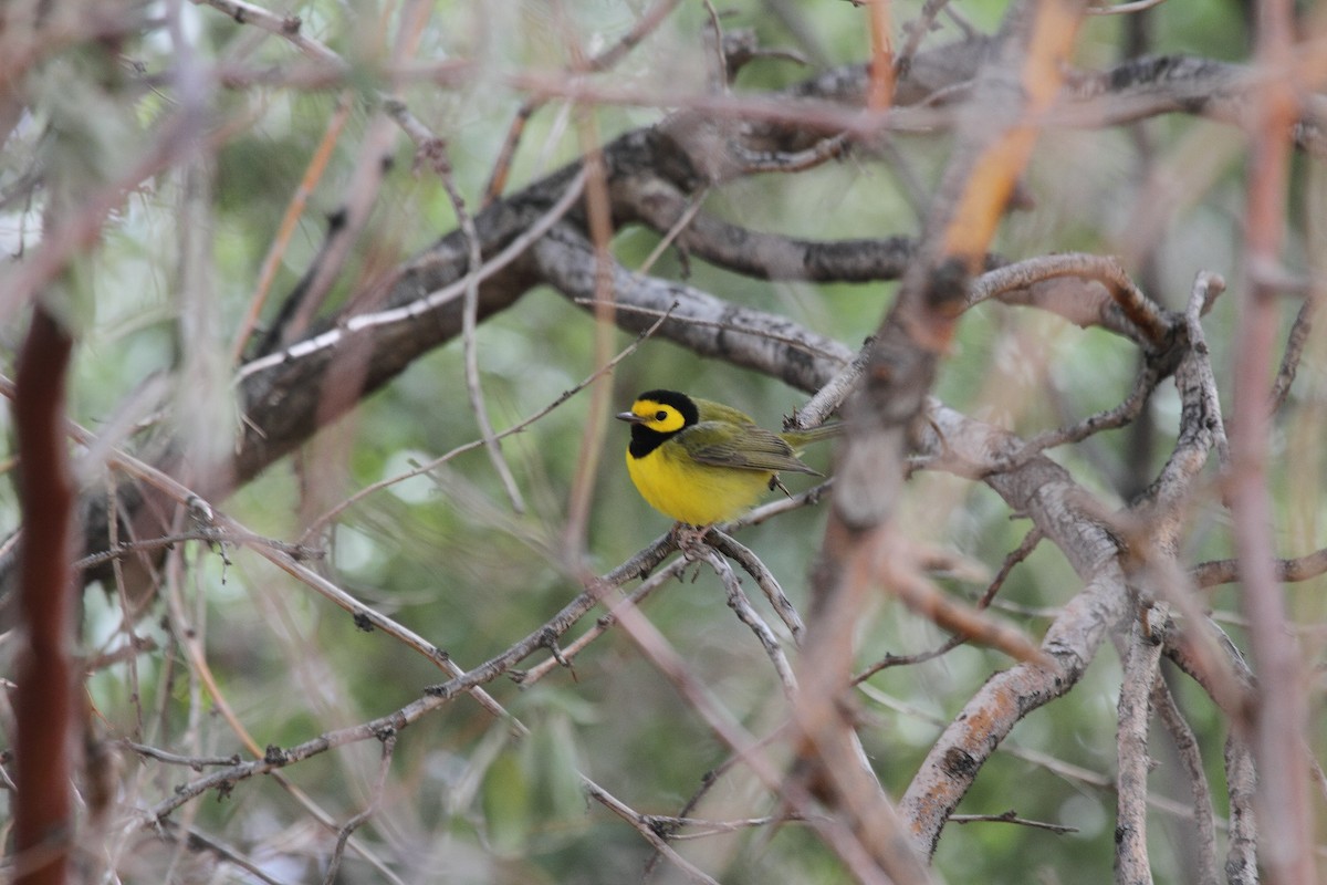 Hooded Warbler - Rob Lowry