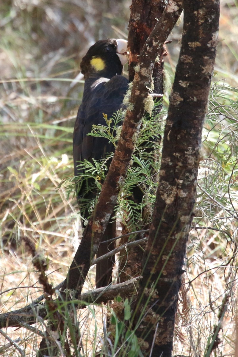 Yellow-tailed Black-Cockatoo - Leith Woodall