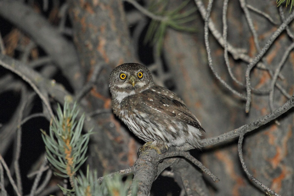 Northern Pygmy-Owl - Rob Lowry