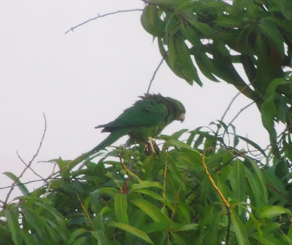 Green Parakeet - ML140978721