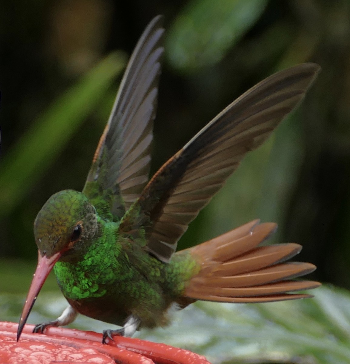 Rufous-tailed Hummingbird - Peter Kaestner