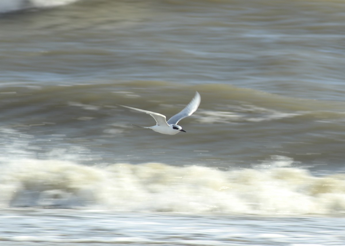 Forster's Tern - Woodward H. Pufflequins III
