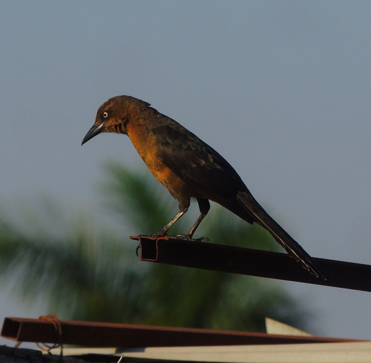 Great-tailed Grackle - ML140981061