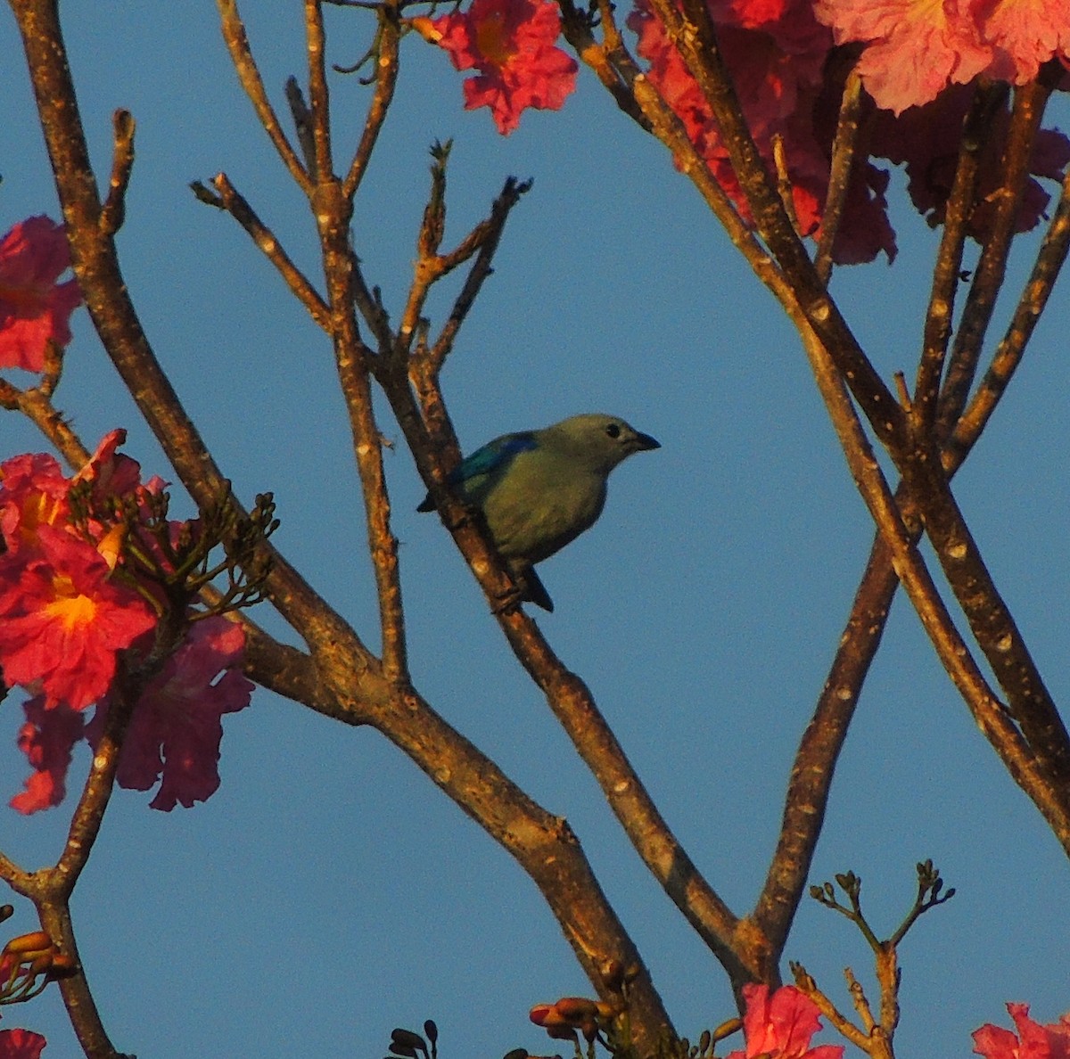 Blue-gray Tanager - ML140981241