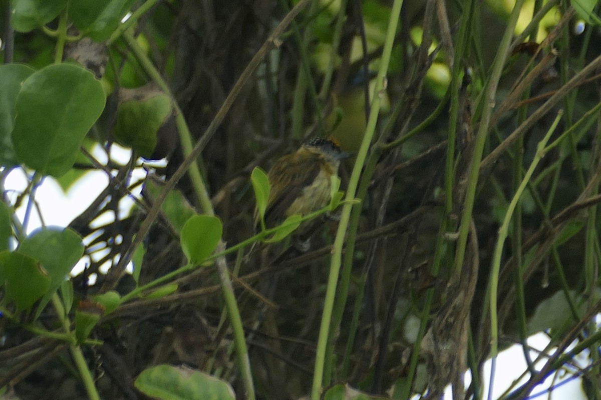 Olivaceous Piculet - ML140982581