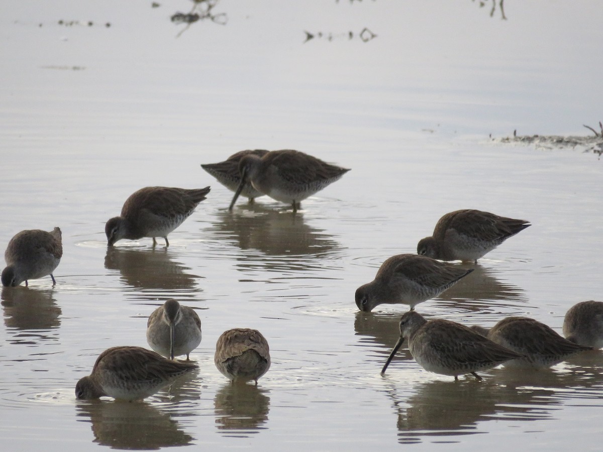 Long-billed Dowitcher - ML140983401