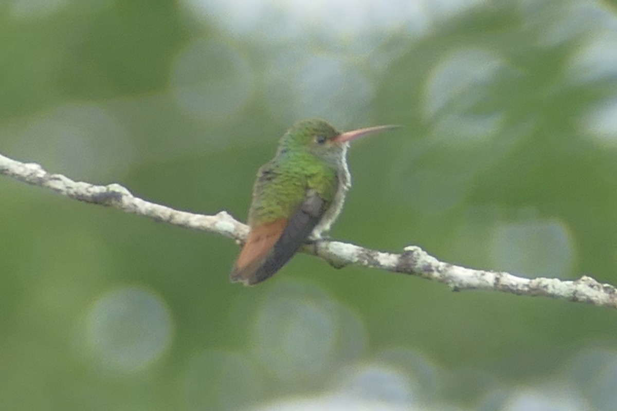 Amazilia Hummingbird - ML140983571
