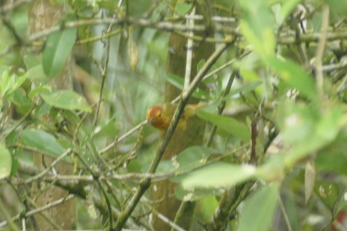 Yellow Warbler (Mangrove) - ML140984301