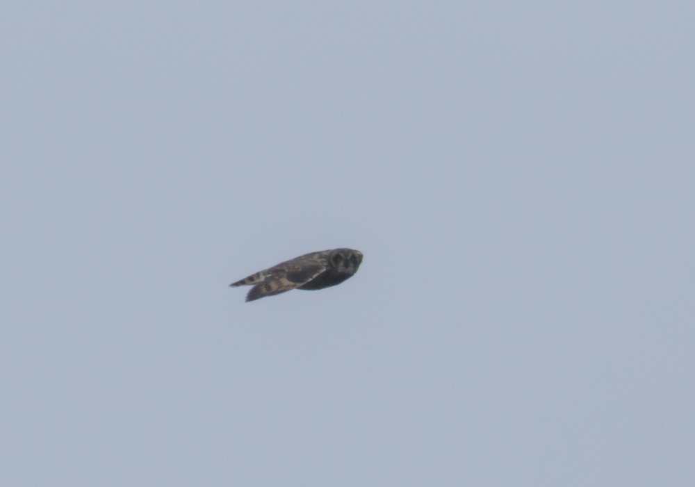 Short-eared Owl - ML140985621