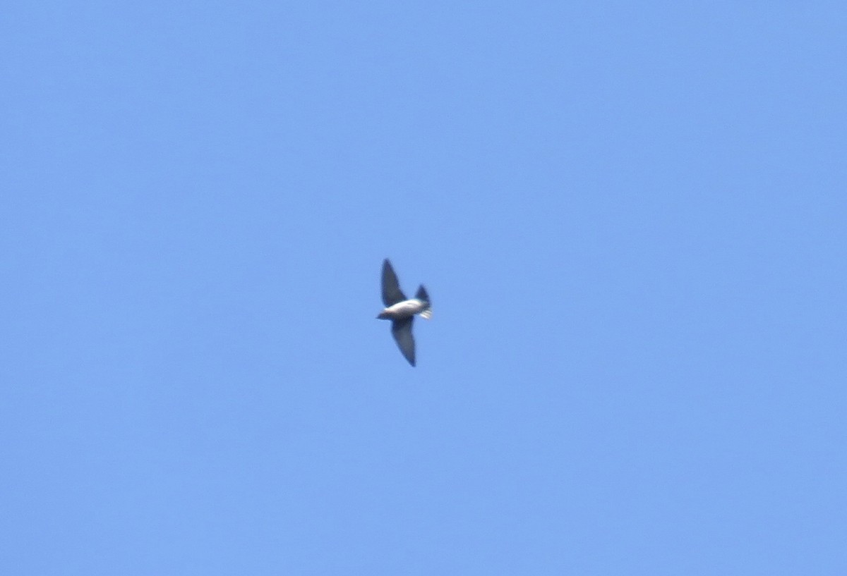 Cave Swallow - ML140986361
