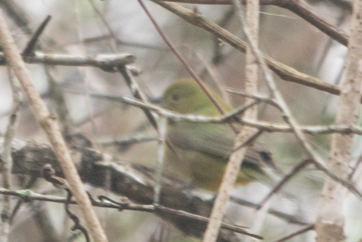 Painted Bunting - ML140986471