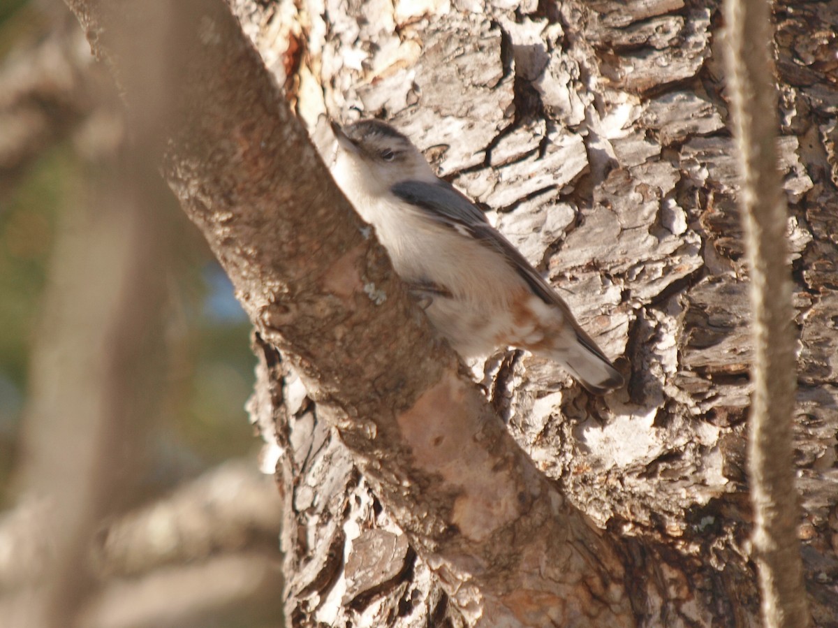 White-breasted Nuthatch (Eastern) - ML140987531