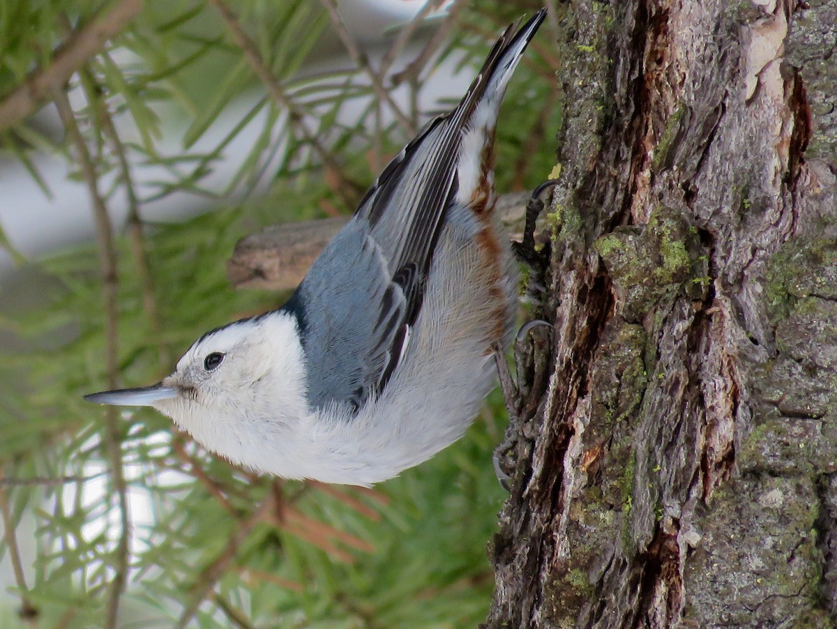 White-breasted Nuthatch - ML140988361