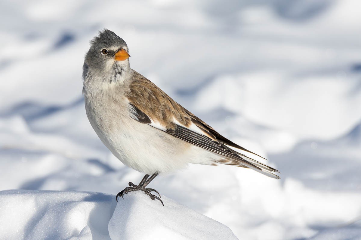 White-winged Snowfinch - Honza Grünwald