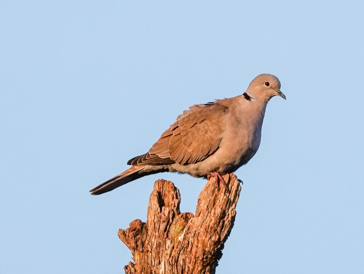 Eurasian Collared-Dove - ML140989131