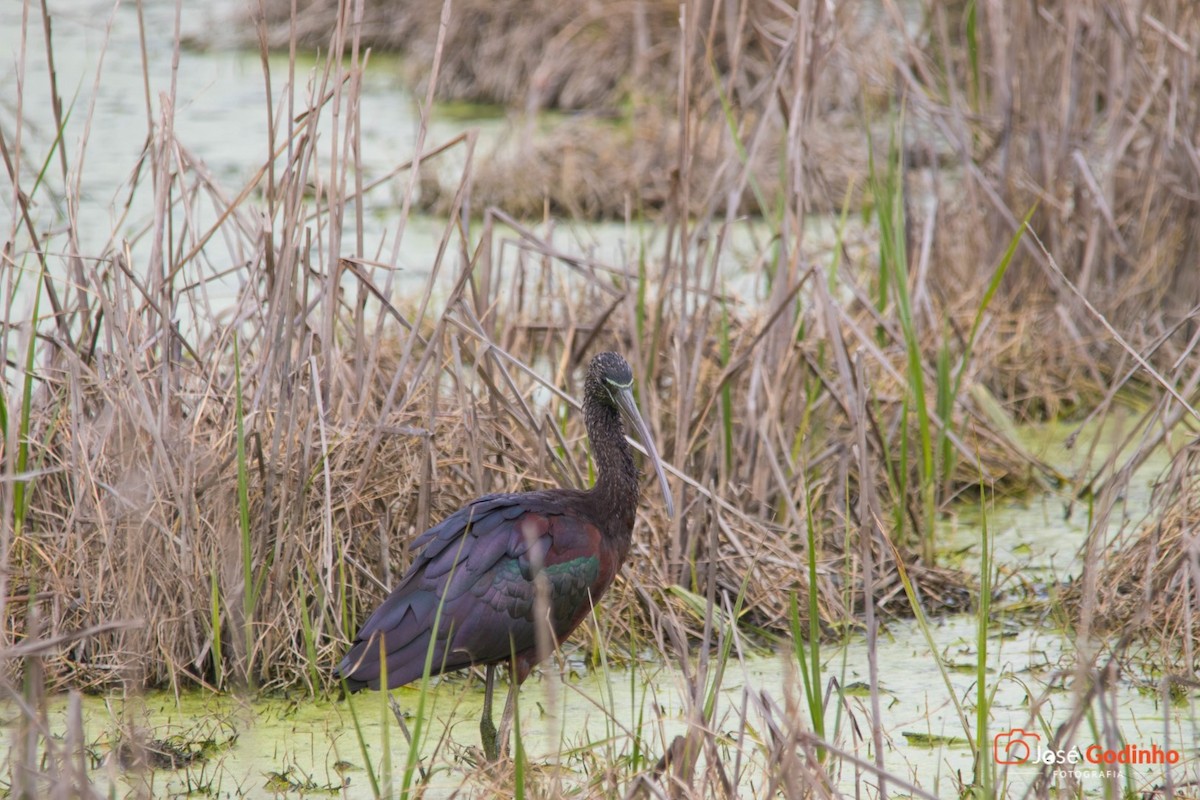 ibis hnědý - ML140989501