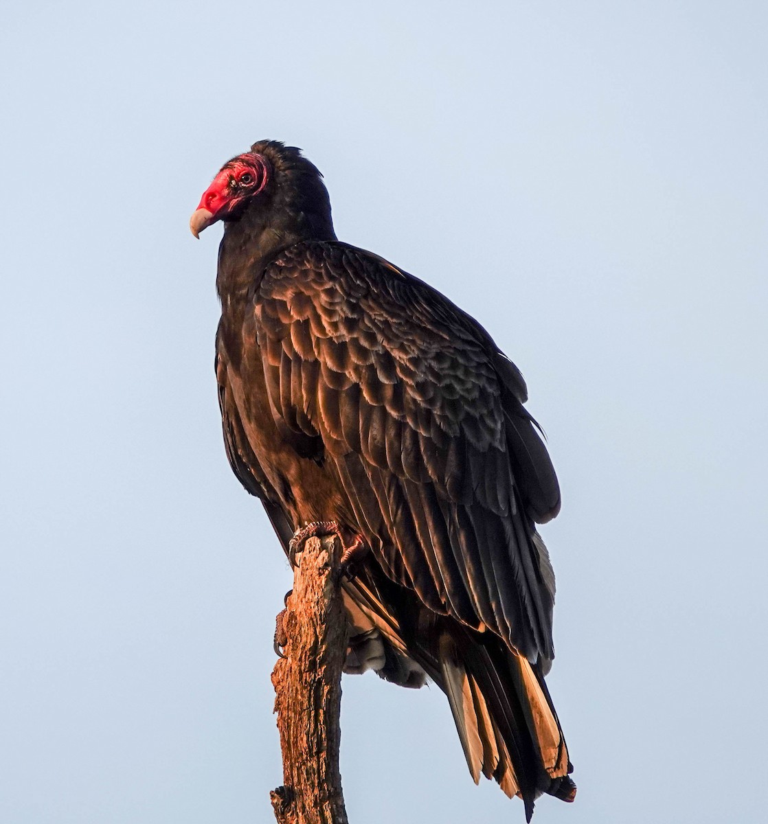 Turkey Vulture - ML140989661