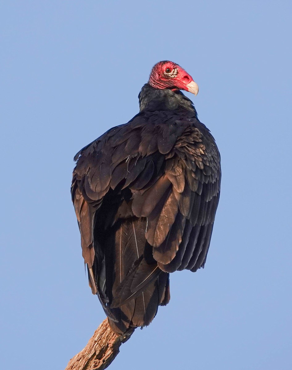Turkey Vulture - ML140989681