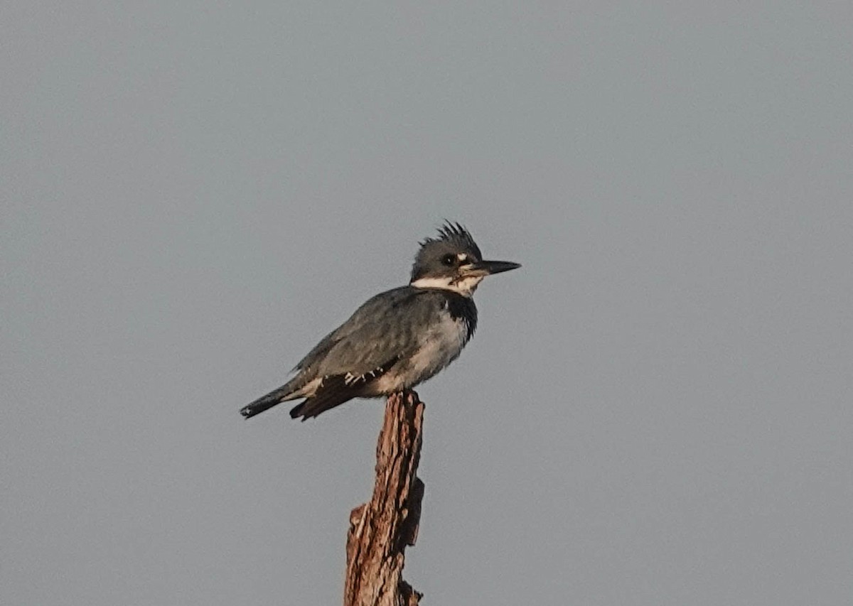 Belted Kingfisher - ML140989911