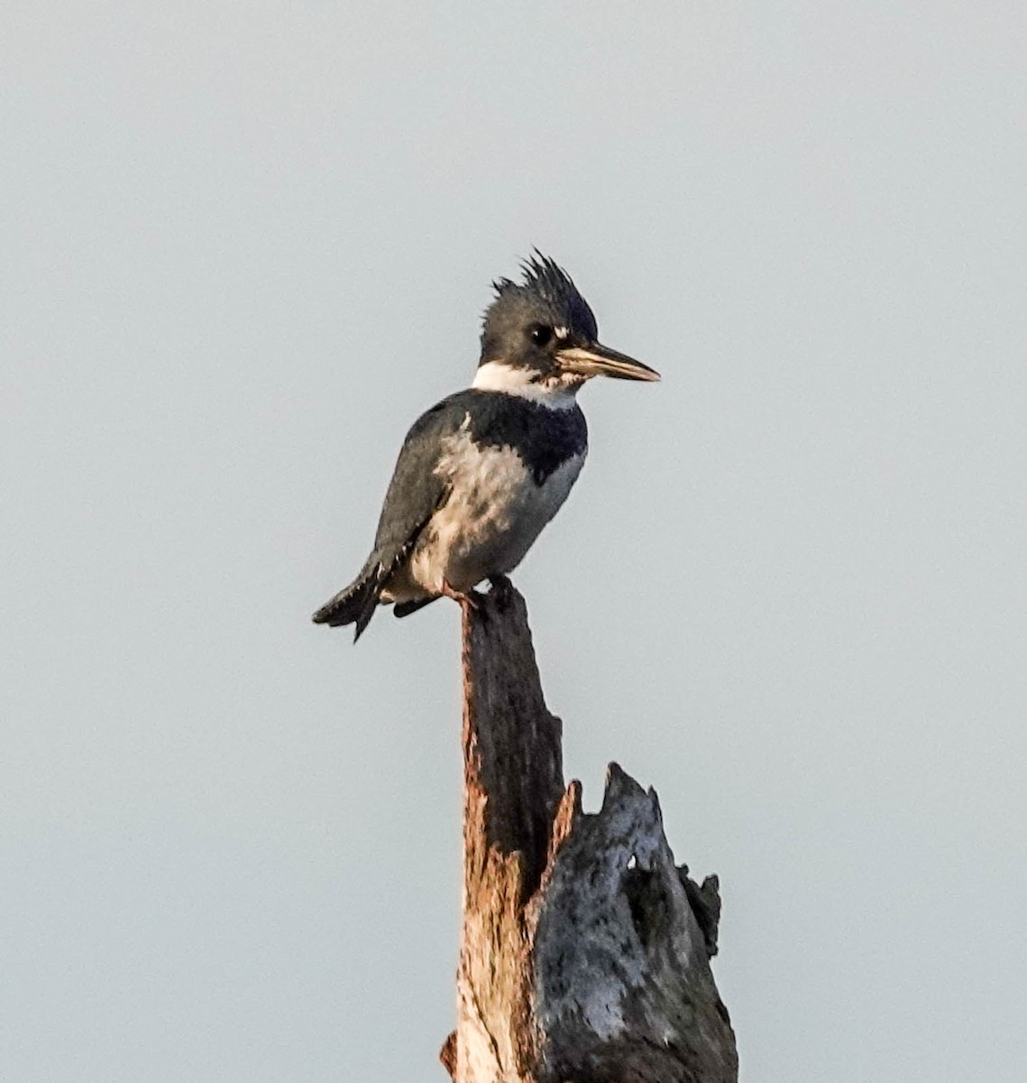 Belted Kingfisher - ML140989931