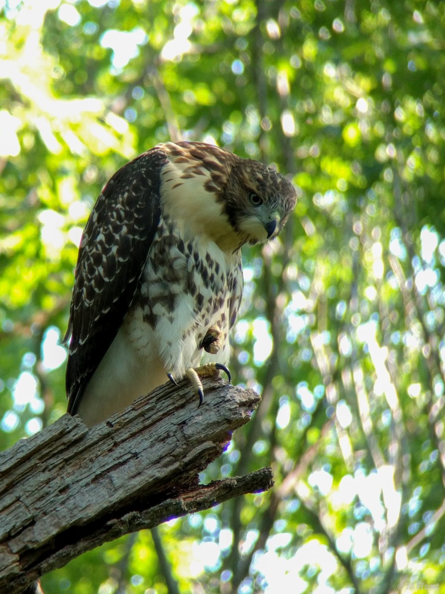 Red-tailed Hawk - Marcus Hunt