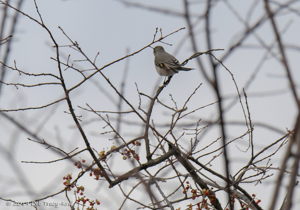 Townsend's Solitaire - ML140991851
