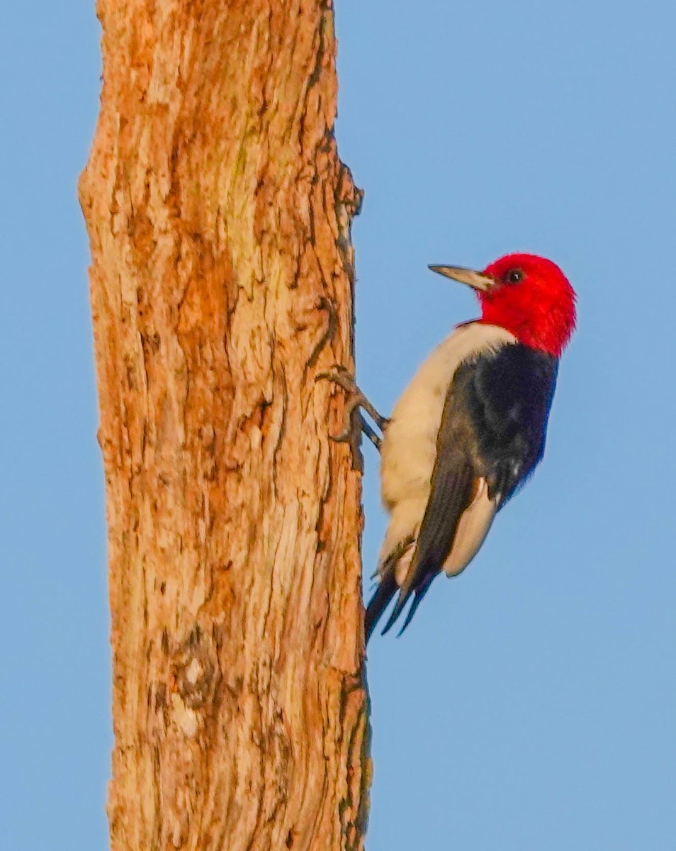 Red-headed Woodpecker - ML140992821