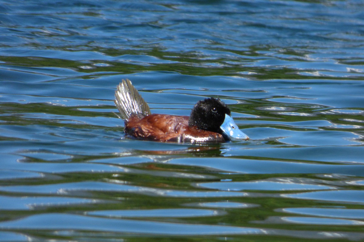 Andean Duck - ML140992861