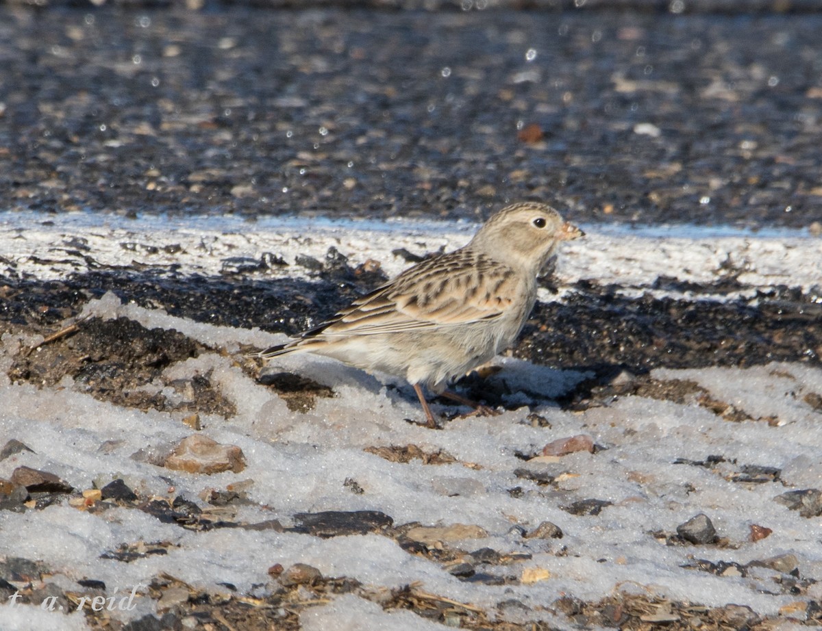 Thick-billed Longspur - Terry Reid