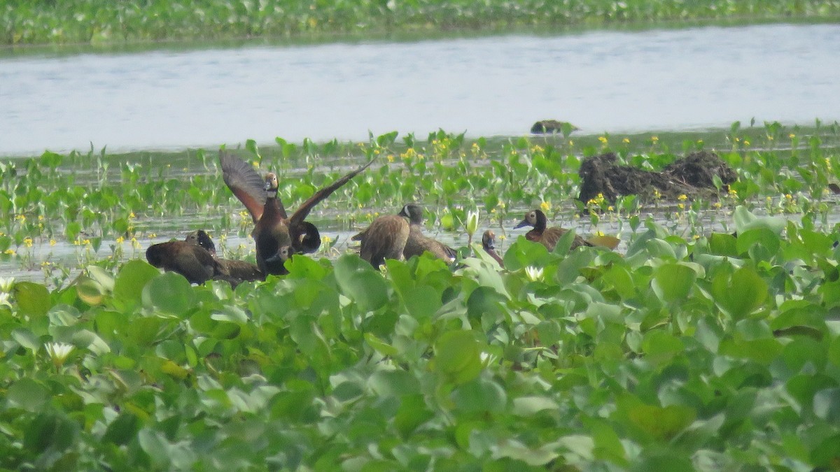 White-faced Whistling-Duck - Jorge Alcalá
