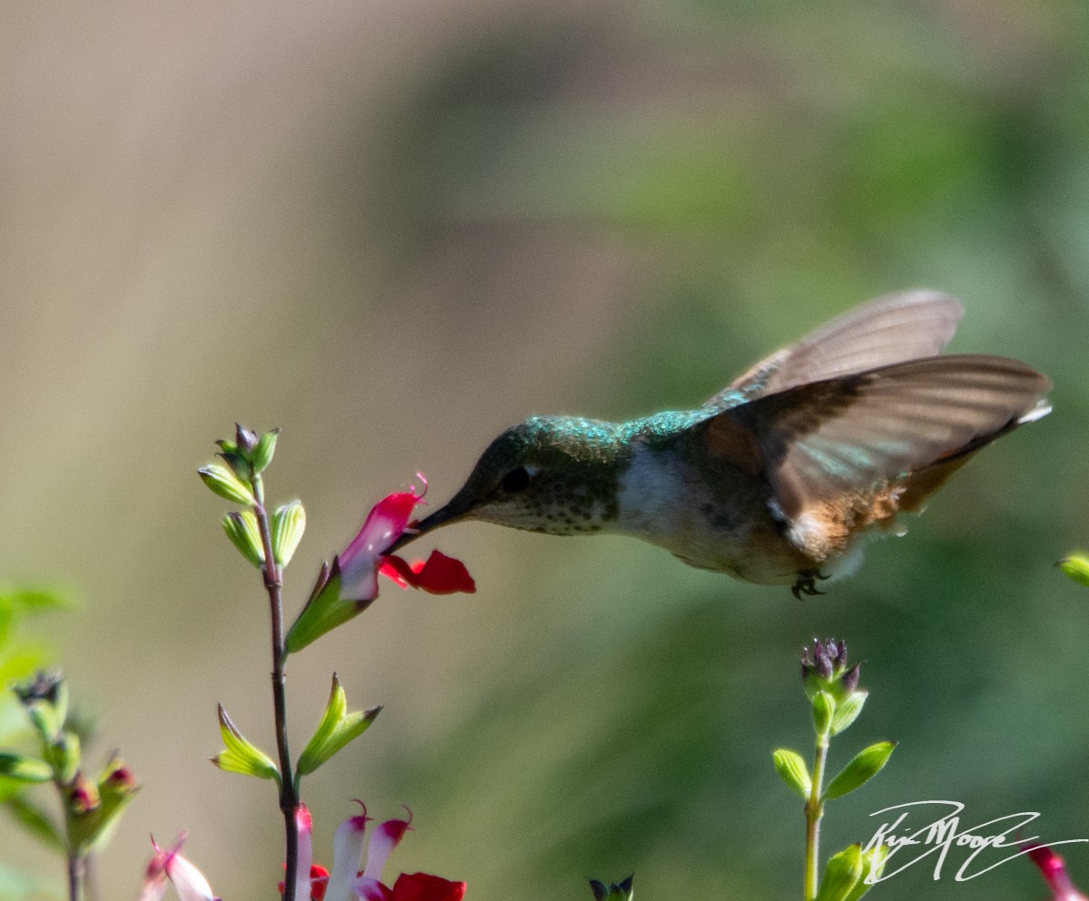 Allen's Hummingbird - Kim Moore