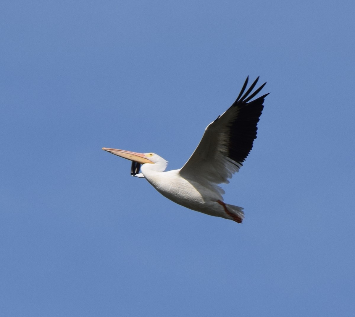 American White Pelican - Bill Uttenweiler