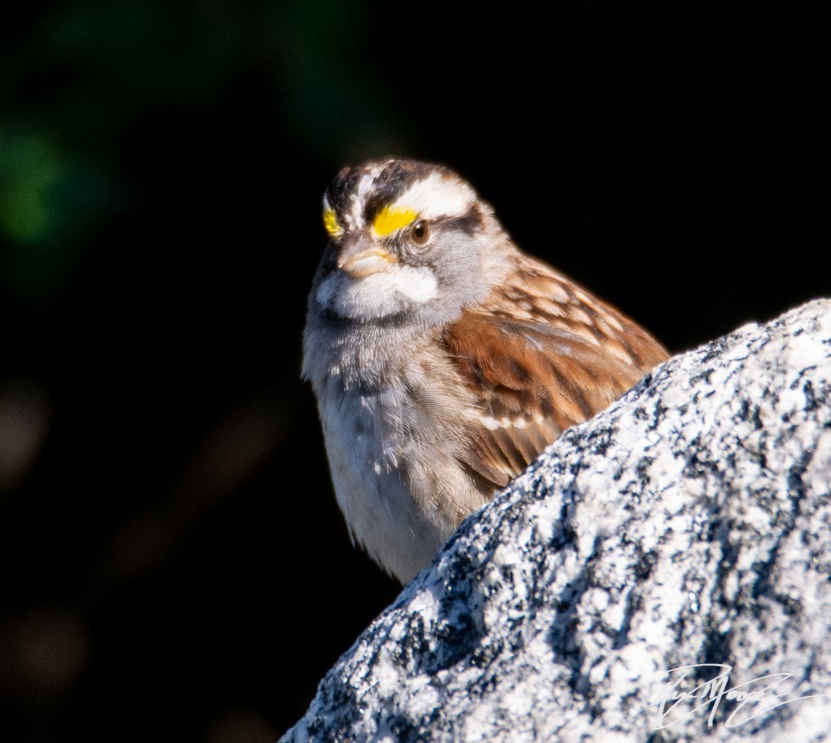 White-throated Sparrow - Kim Moore